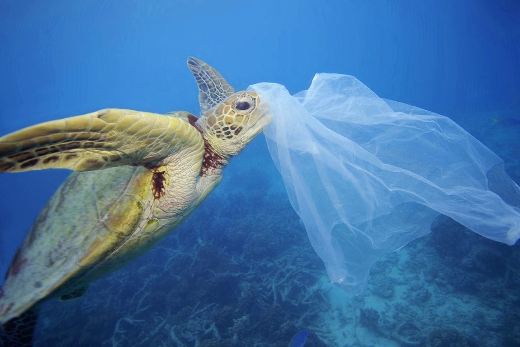 Underwater image of a turtle with plastic on his head.
