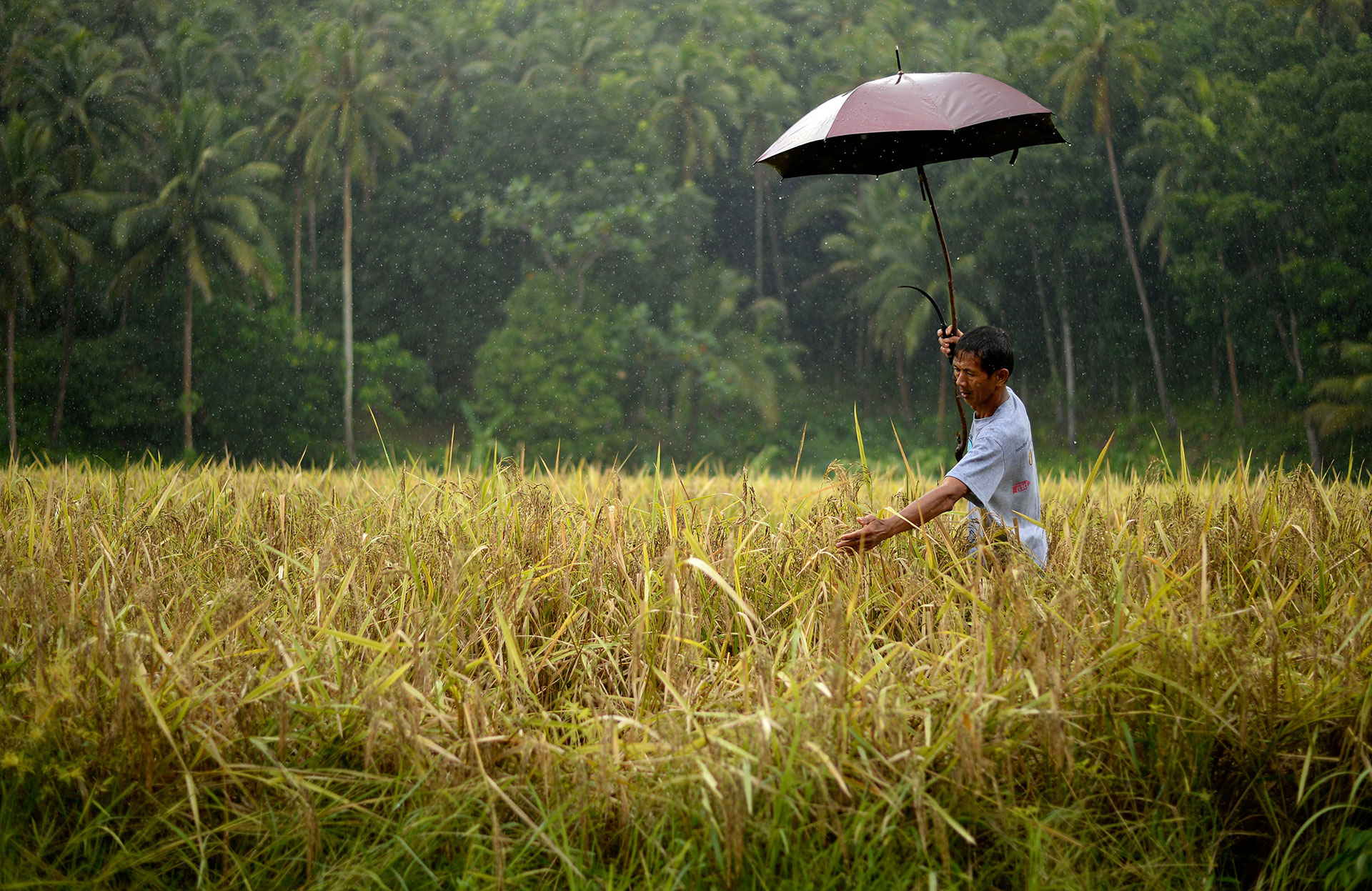 Ecological Agriculture Farm in Sorsogon © Nathaniel Garcia / Greenpeace