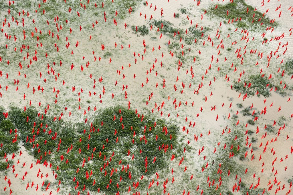 Scarlet Ibis Birds Brazil © Daniel Beltrá / Greenpeace