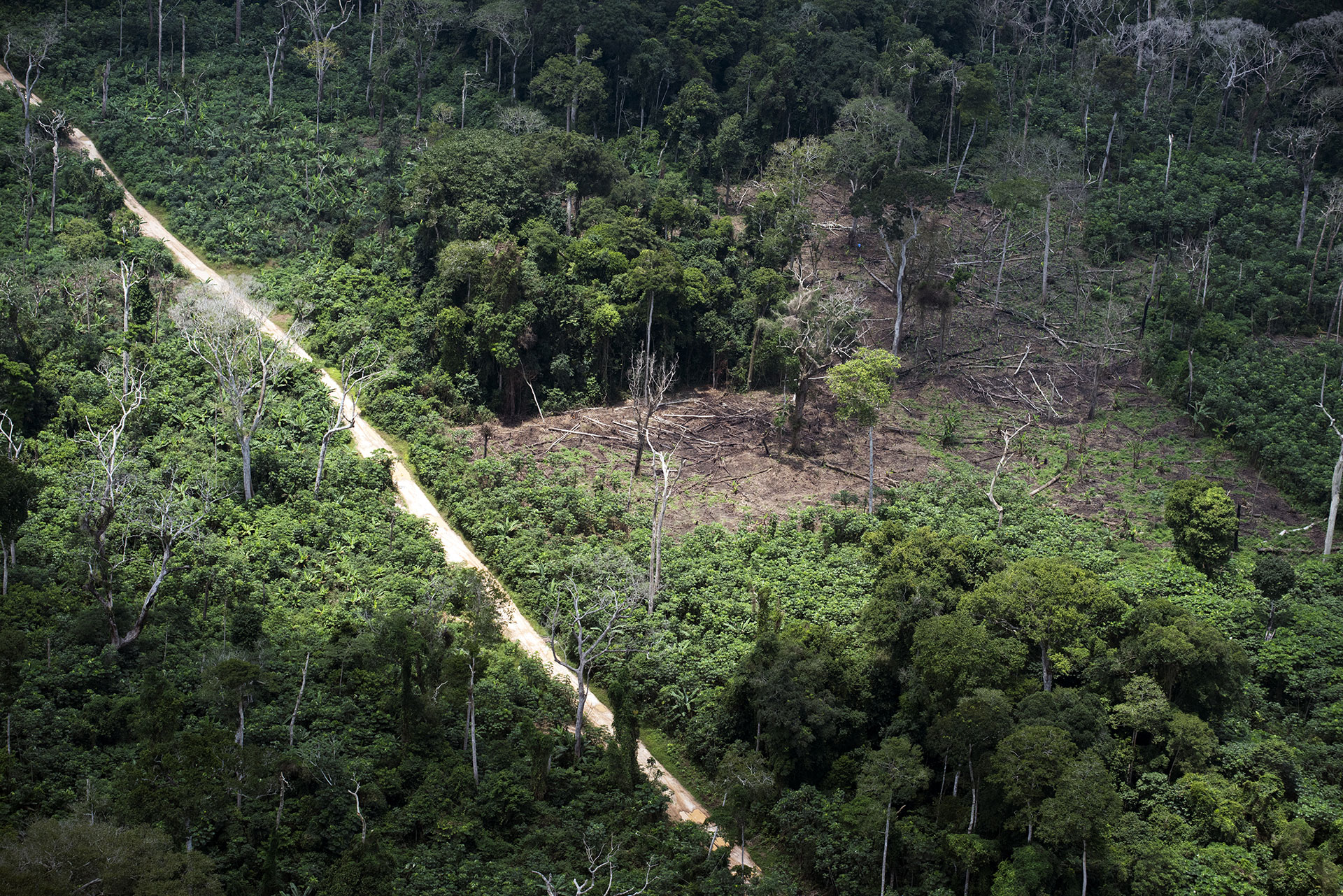 Logging Concession in DRC © Daniel Beltrá / Greenpeace