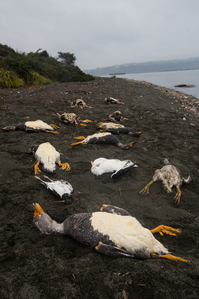 Environmental Crisis in Chiloé Island in Chile © Alejandro Olivares / Greenpeace