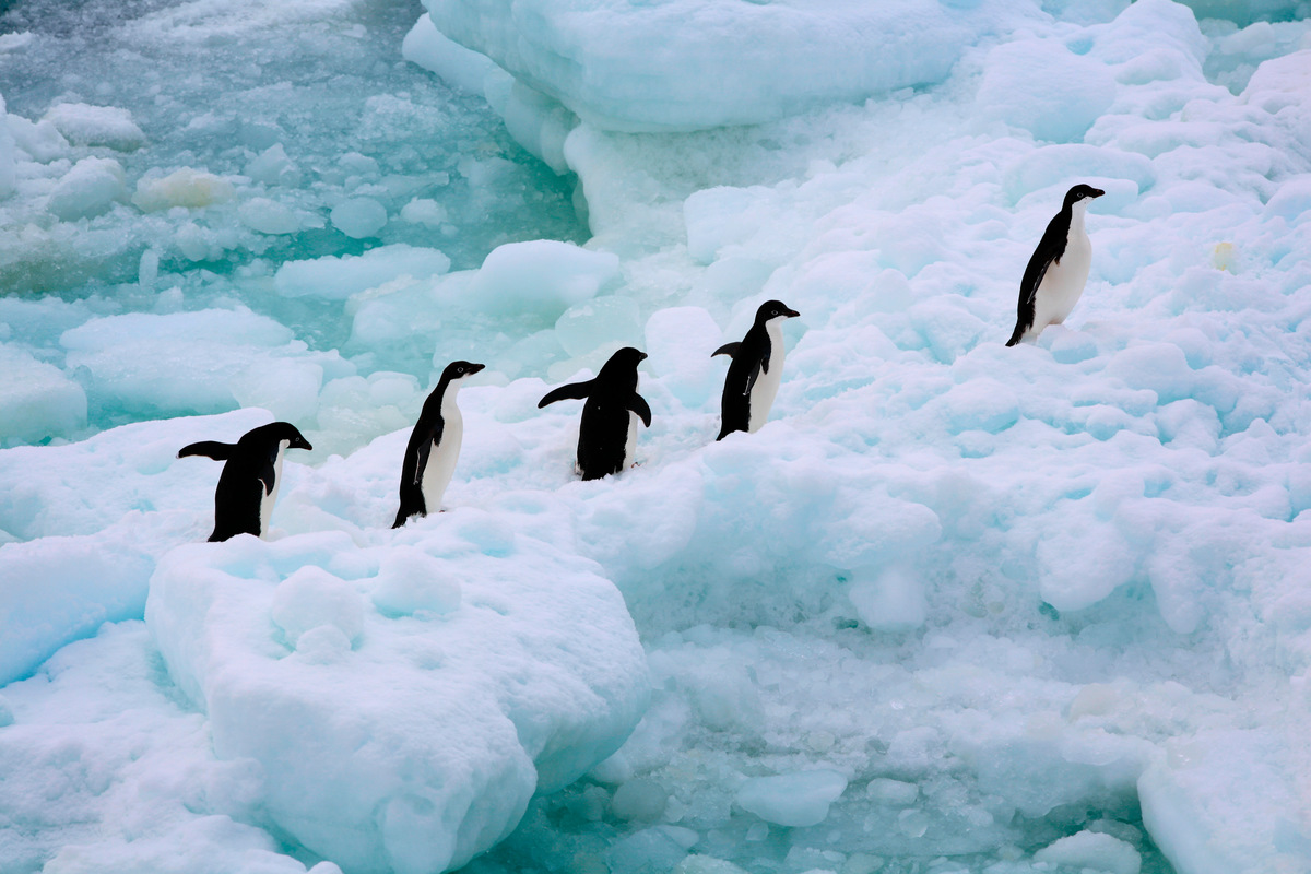 Adeli Penguins in the Southern Ocean © Greenpeace / Jiri Rezac