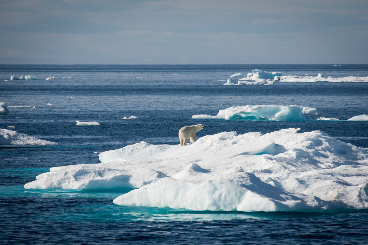 Polar Bear on Sea Ice in Baffin Bay © Greenpeace