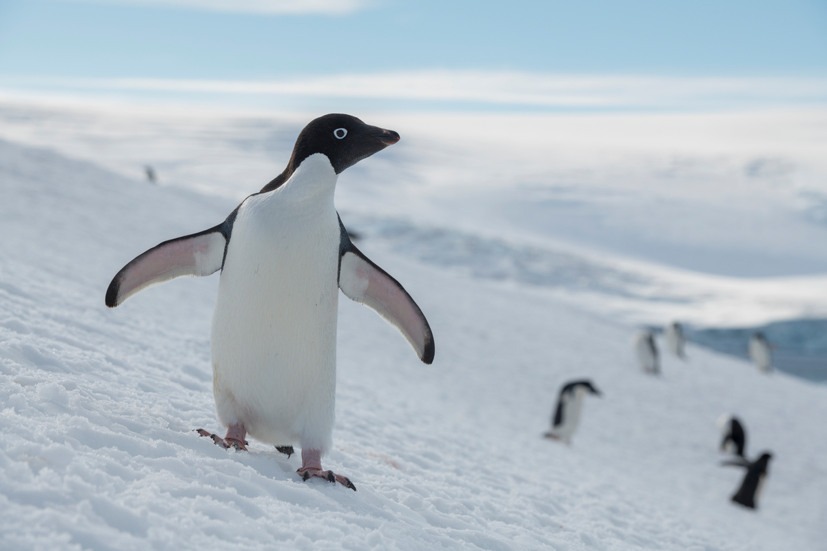 Adélie penguin colony in Antarctica © Christian Åslund / Greenpeace