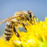 Bees sitting on blossoms.