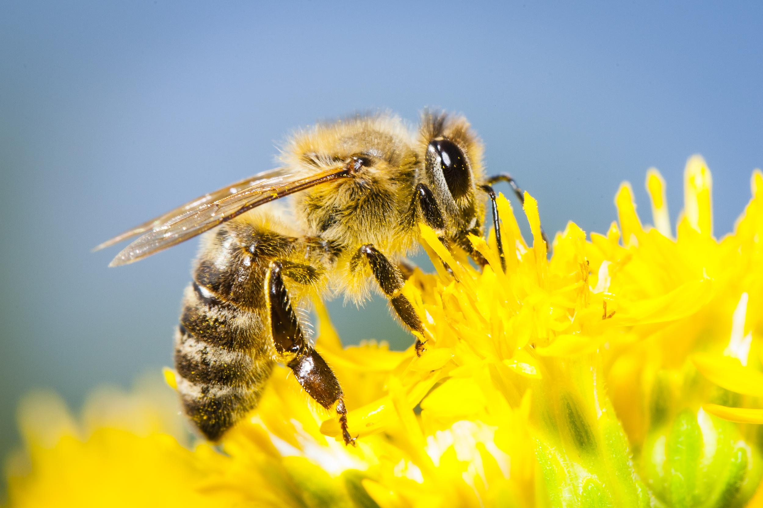 Bees on Blossoms in Germany. © Axel Kirchhof / Greenpeace