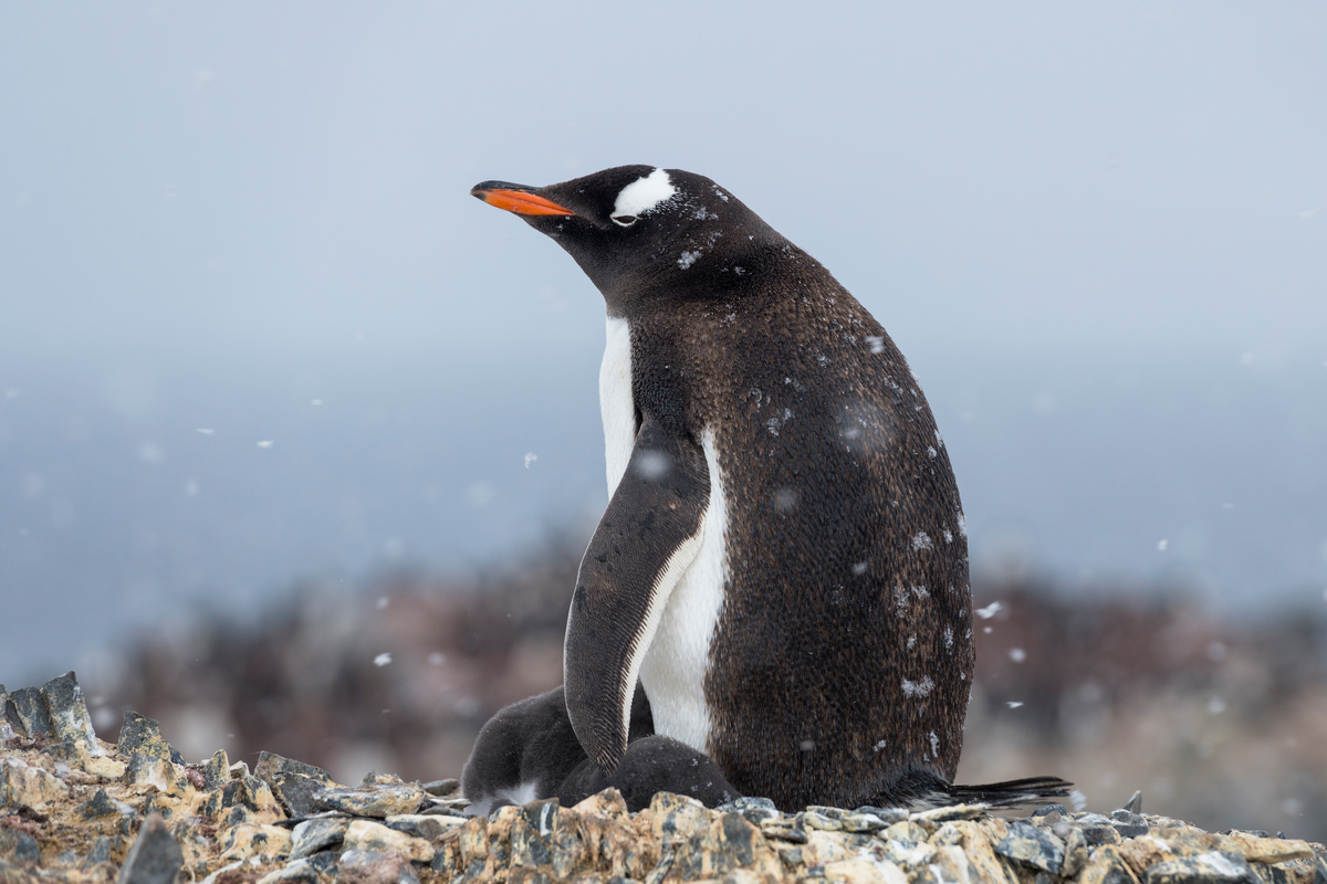 PHN Debate: Top 5 Most Underrated Penguins