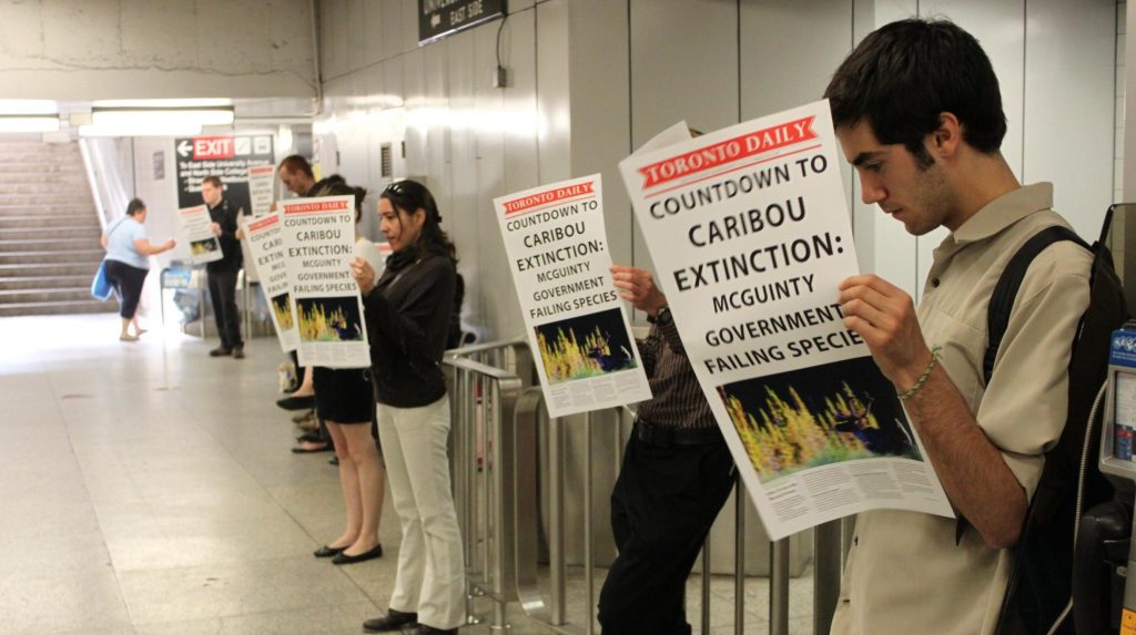 Ontario Woodland Caribou Newspaper Activity. © Greenpeace