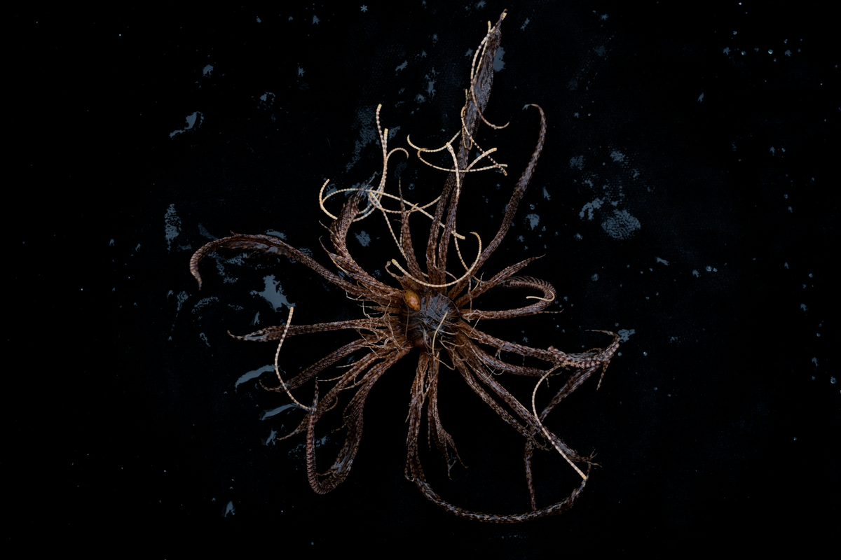 Antarctic feather star © Christian Åslund / Greenpeace