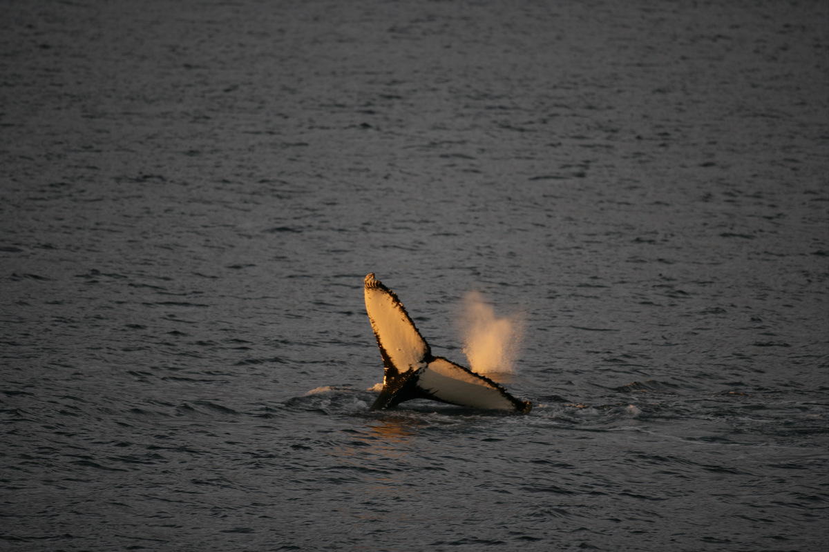 Humpback Whale in the Southern Ocean© Greenpeace / Jiri Rezac