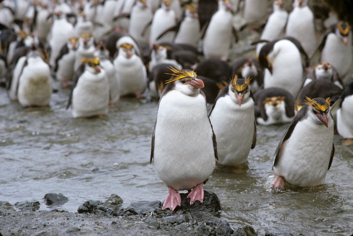 Macaroni penguins on Macquarie Island © Mike Midgley / Greenpeace