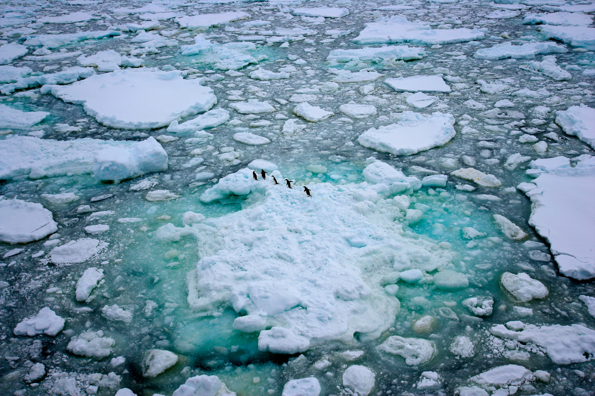 Adeli Penguins in the Southern Ocean © Greenpeace / Jiri Rezac