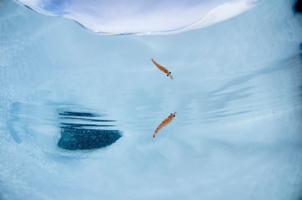 Wild Antarctic krill Euphausia superba © Justin Hofman / Alamy Stock Photo