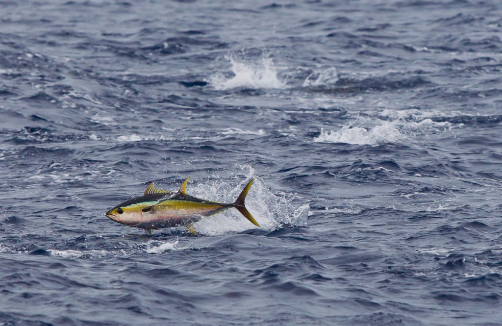 A yellowfin tuna (Thunnus albacares) breaks the surface of the Pacific Ocean © Paul Hilton / Greenpeace