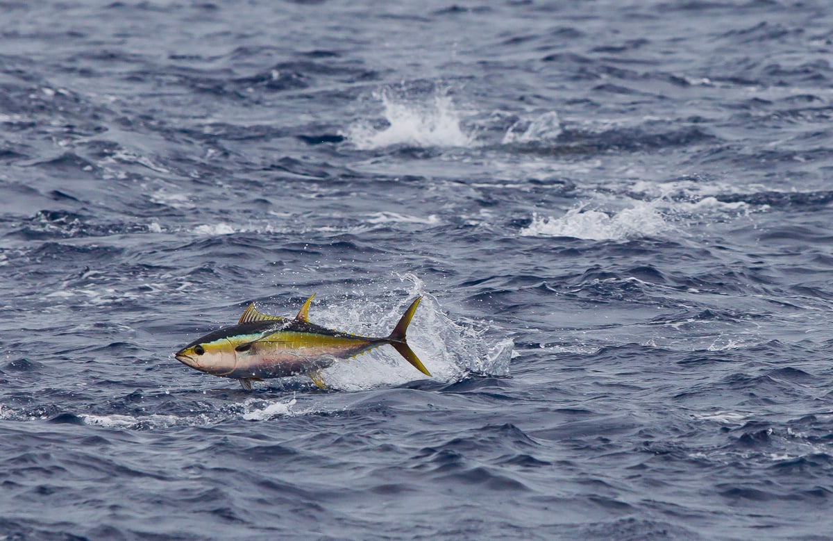 A yellowfin tuna (Thunnus albacares) breaks the surface of the Pacific Ocean © Paul Hilton / Greenpeace