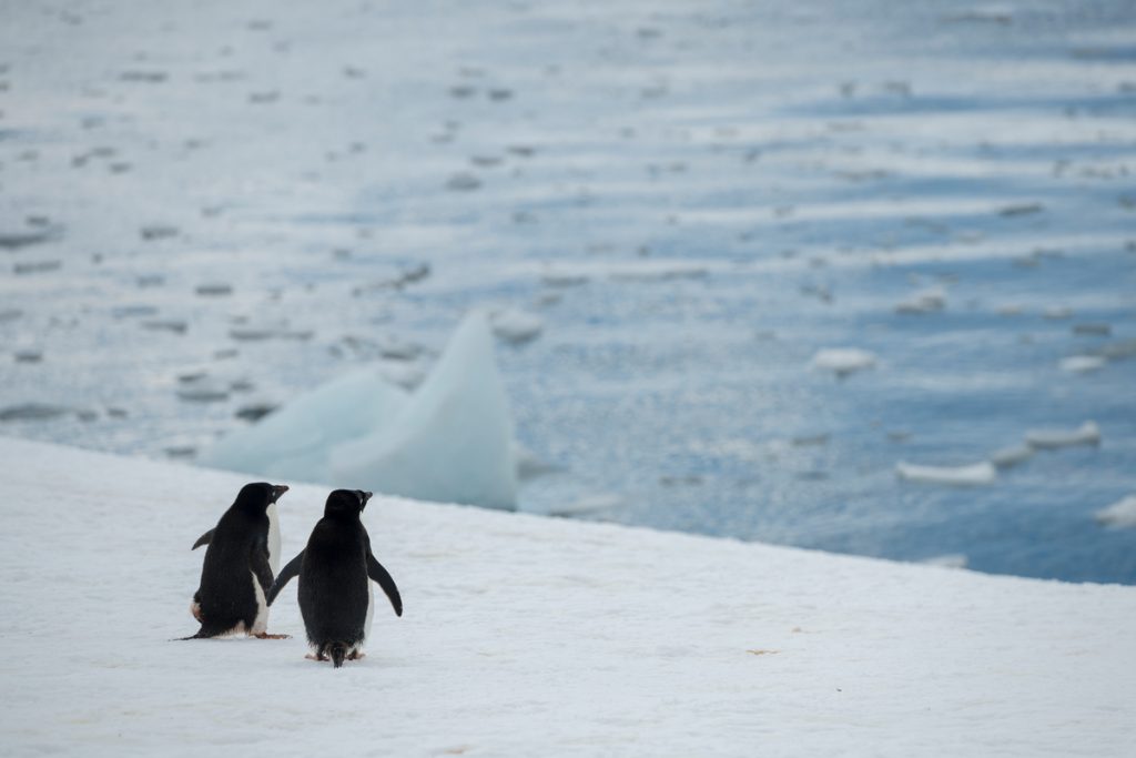 Adélie Penguins in the Antarctic /