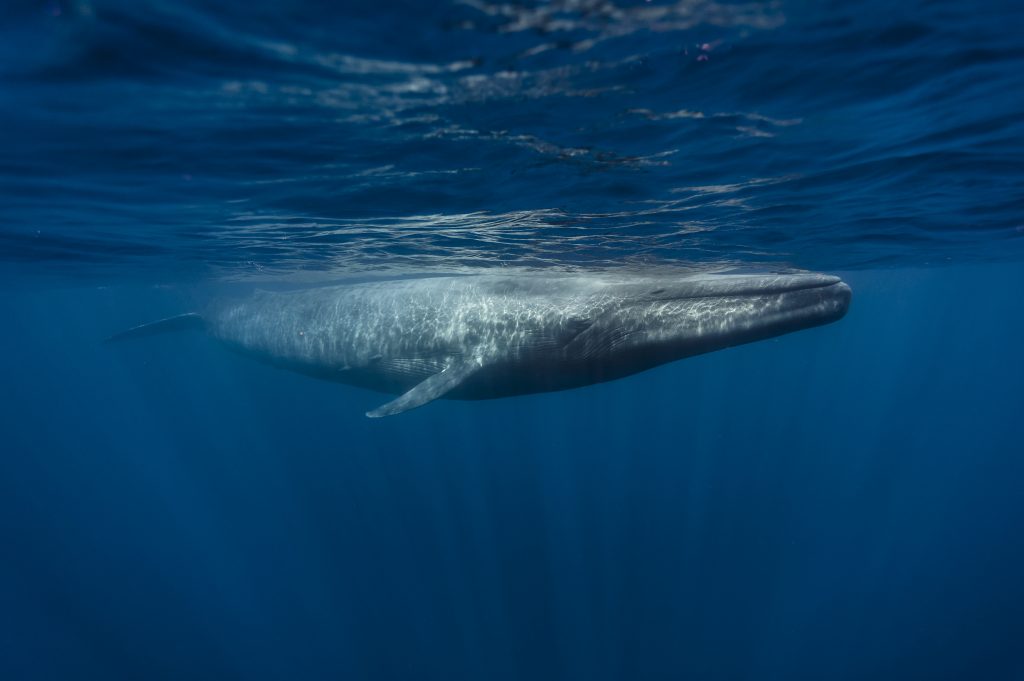 Blue Whales - Sri Lanka April 2012 © eco2drew/iStock