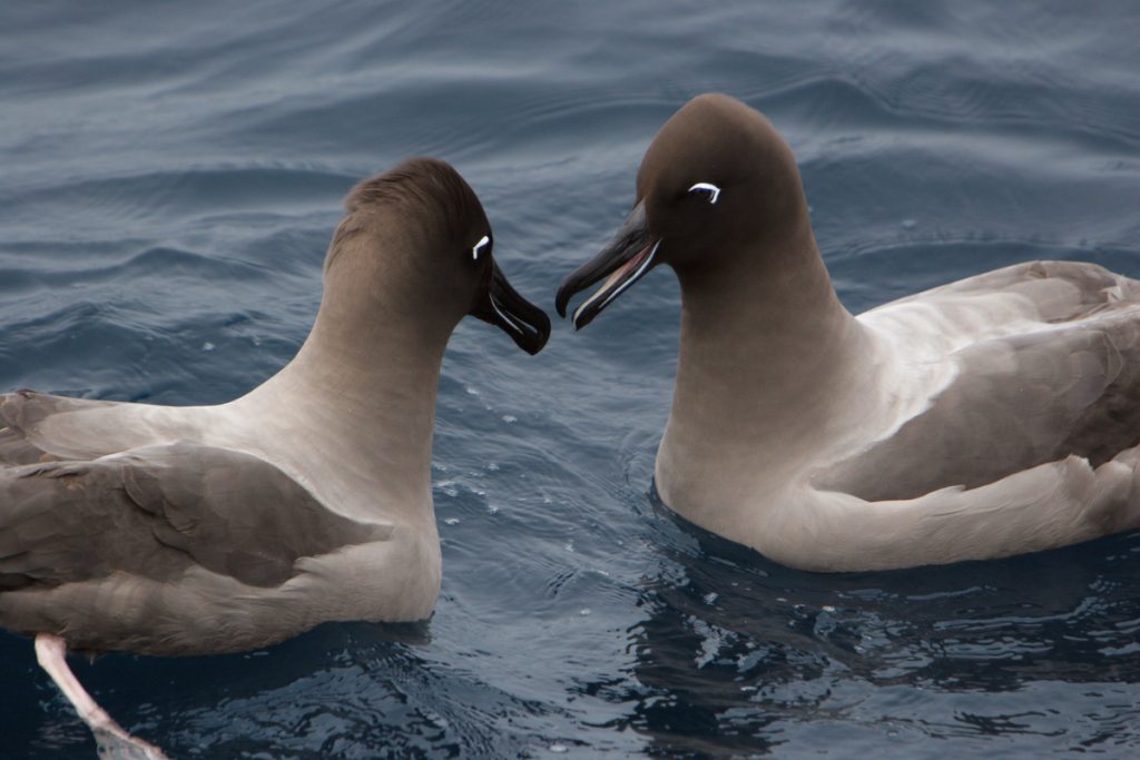Albatross - Southern Ocean © Greenpeace / Kate Davison