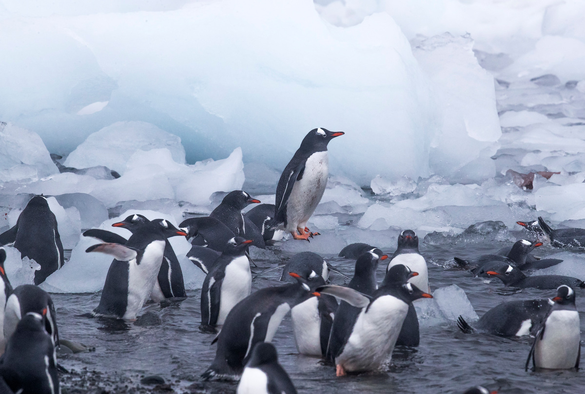 Gentoo Penguins in the Antarctic © Paul Hilton / Greenpeace