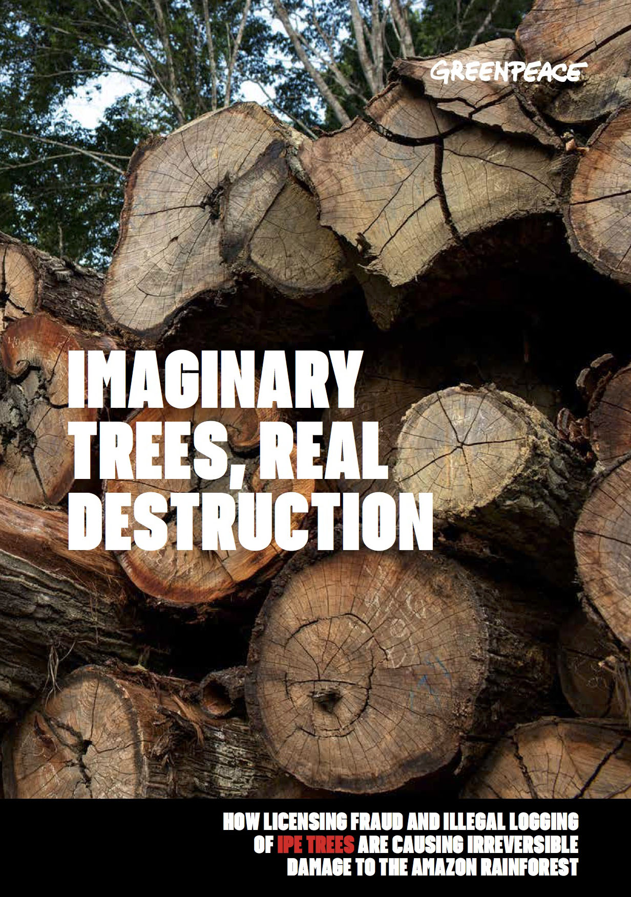 How licensing fraud and illegal logging of Ipê trees are causing irreversible damage to the Amazon rainforest.