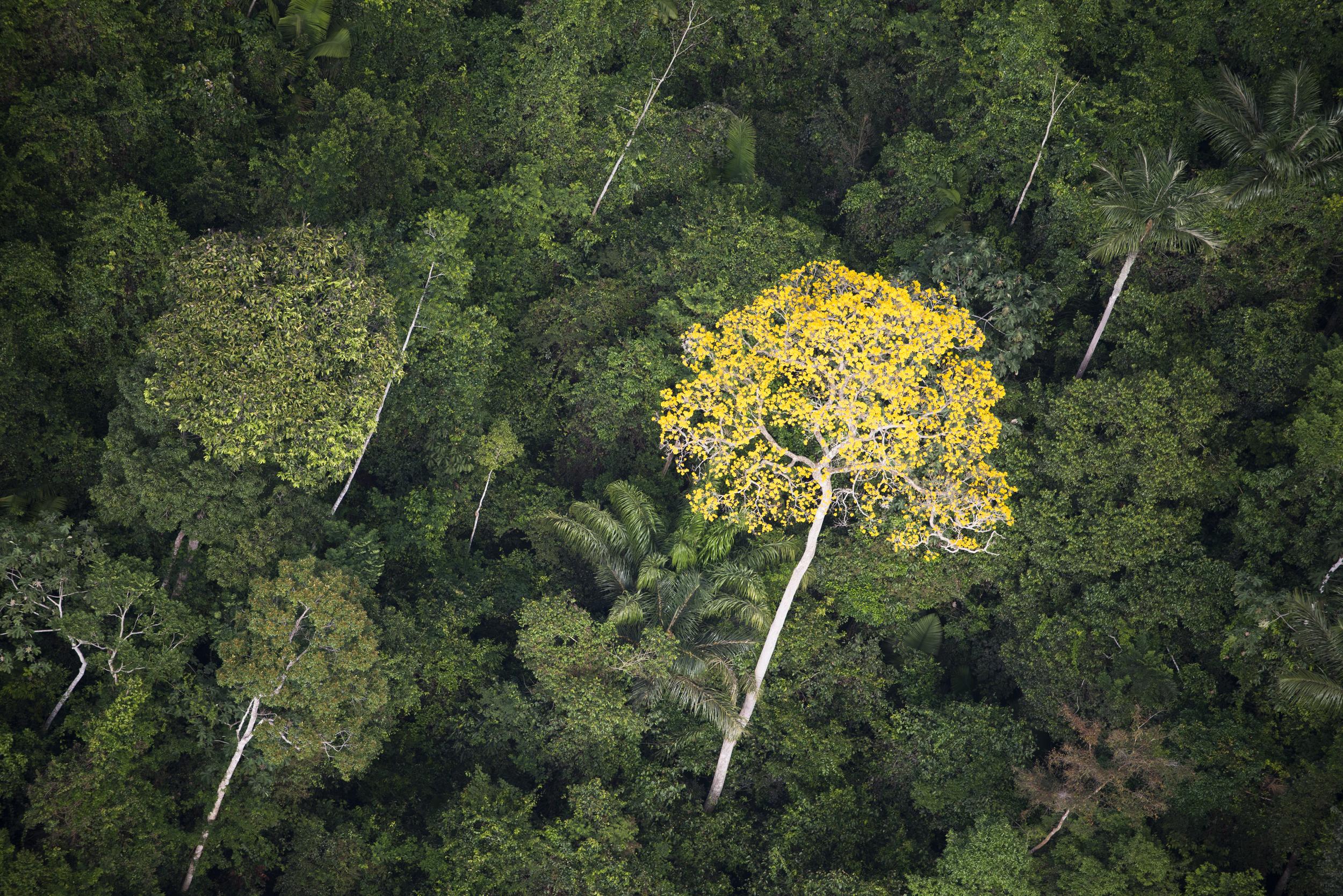 An Ipê tree in the rainforest south of Santarém, Pará State. © Daniel Beltrá / Greenpeace