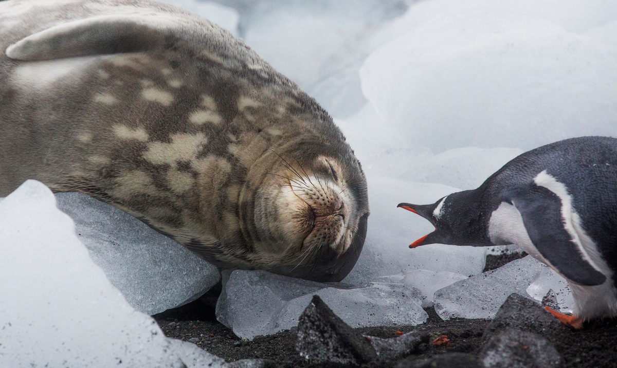 A weddell seal sleeps as a gentoo penguin passes by © Paul Hilton / Greenpeace