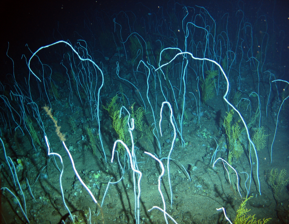 Whip Coral Formations - Azores Deep Sea Life © Greenpeace / Gavin Newman