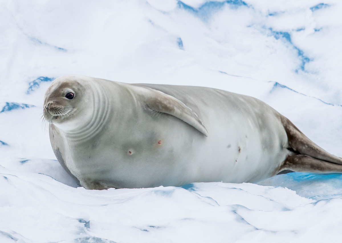 Crabeater Seal in the Antarctic © Paul Hilton / Greenpeace
