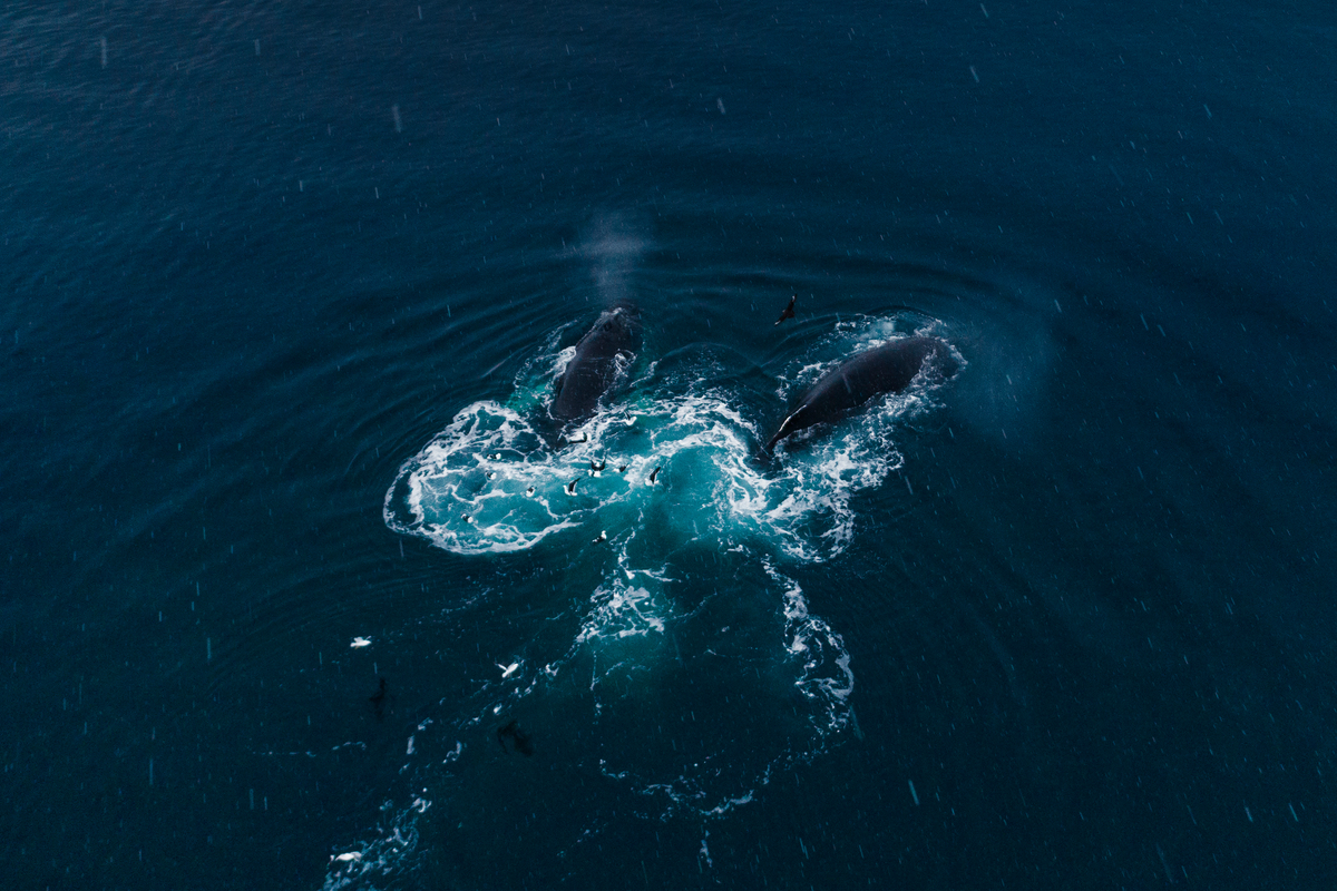 Humpback Whales Feeding on Krill in the Antarctic © Christian Åslund / Greenpeace 