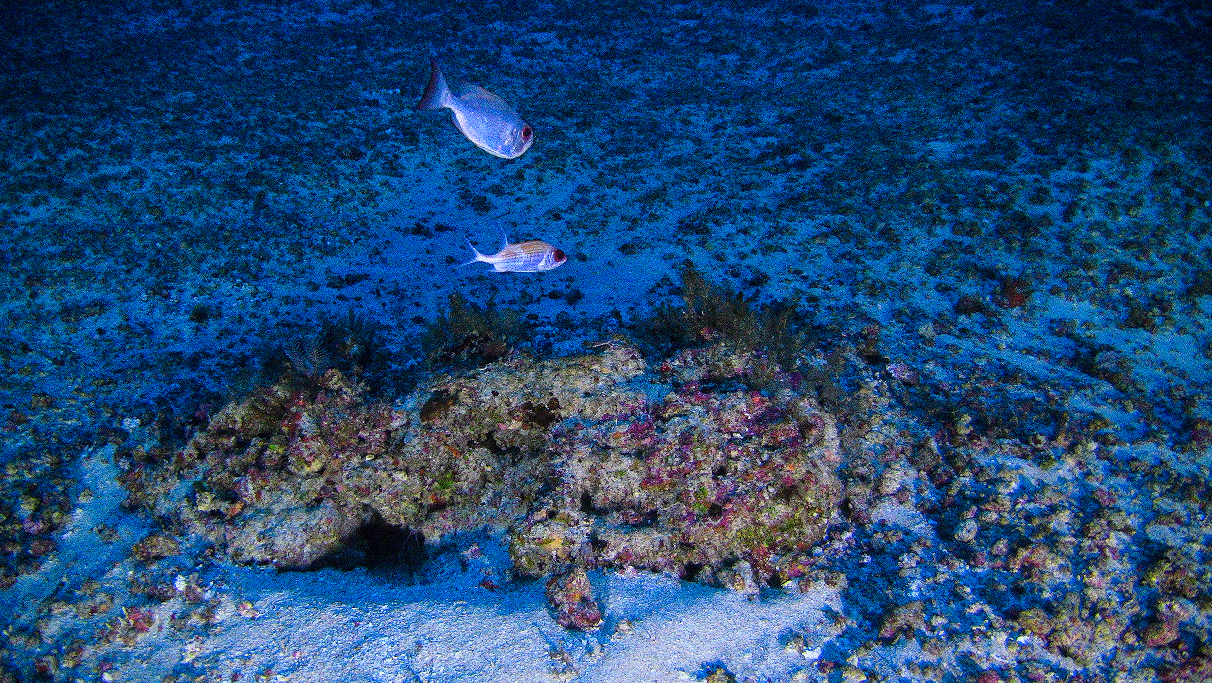 One of the first images of the Amazon Reef taken from a submarine launched from the Greenpeace Esperanza ship in 2017 © Greenpeace