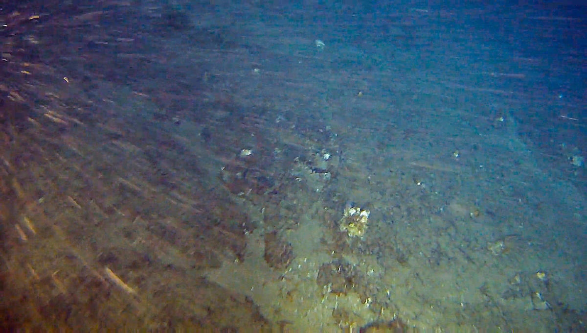 Rhodolith field covered by sponges in the Amazon Reef region. The formation is in the perimeter of Total’s oil blocks, where the French company plans to drill. © Greenpeace