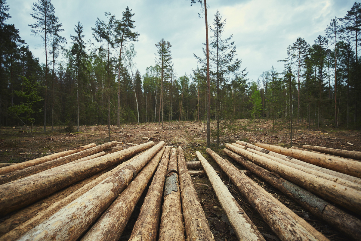 Logging in Bialowieza Forest in Poland