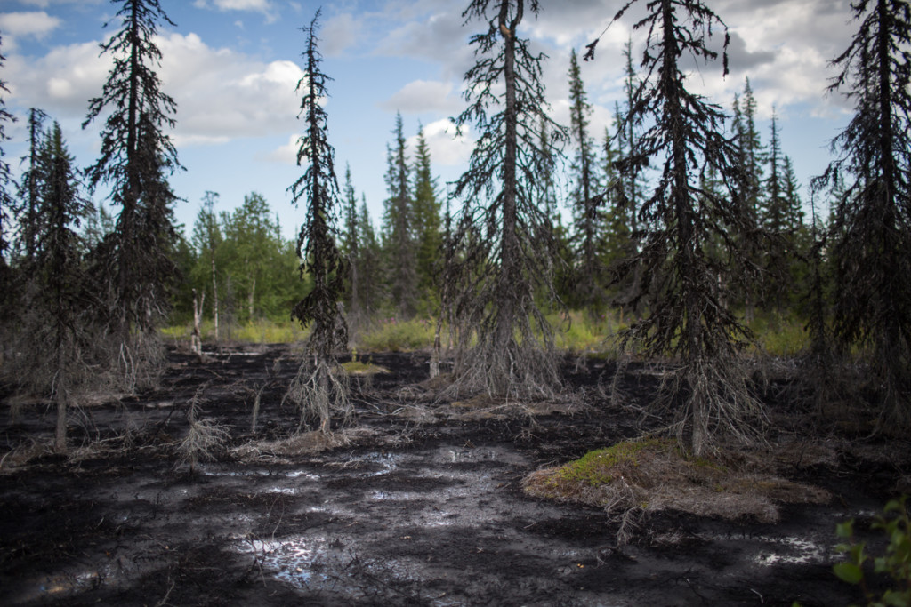 Dead Forest in Komi Republic © Denis Sinyakov / Greenpeace