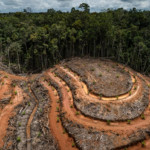 Landcover, forest clearance and plantation development in PT Megakarya Jaya Raya (PT MJR) palm oil concession @ Ulet Ifansasti / Greenpeace 