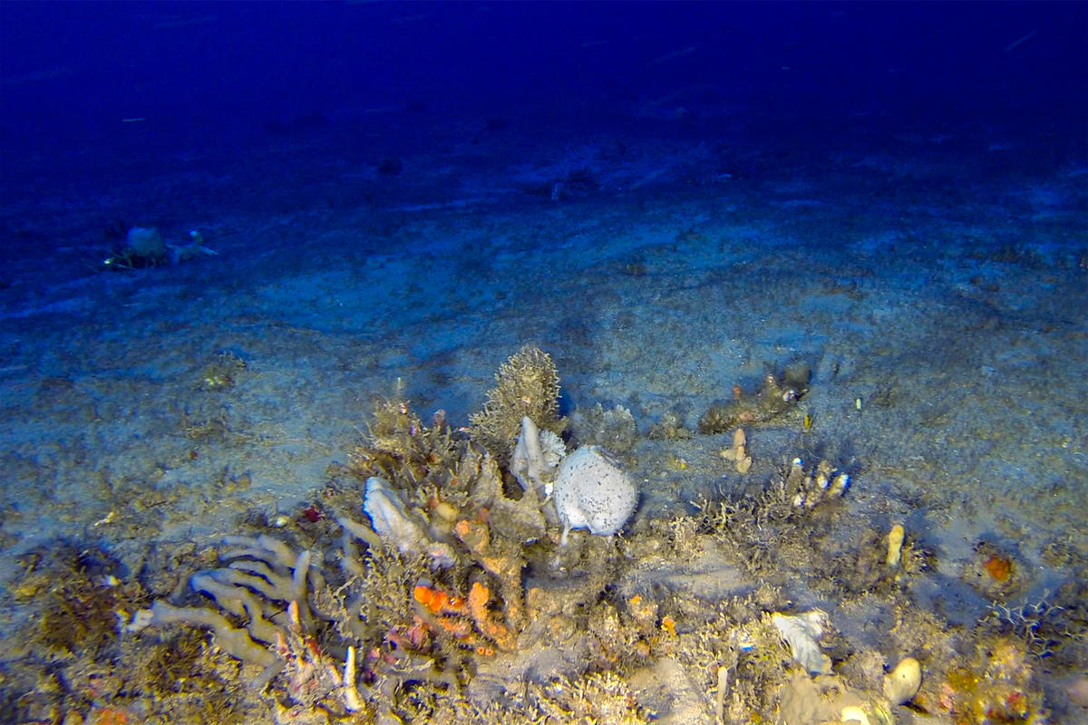 Coral formation in the Amazon Reef © Greenpeace