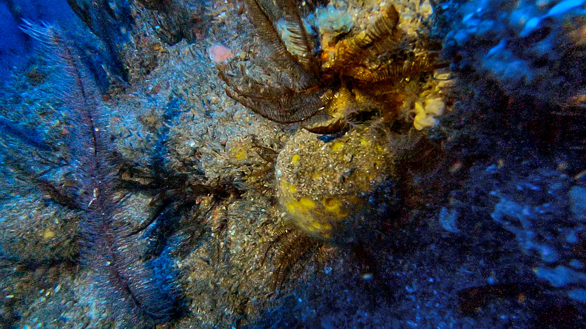 Amazon Reef in French Guiana Waters © Greenpeace