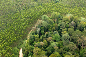 Acacia Pulpwood Plantation in Sumatra © Ardiles Rante / Greenpeace