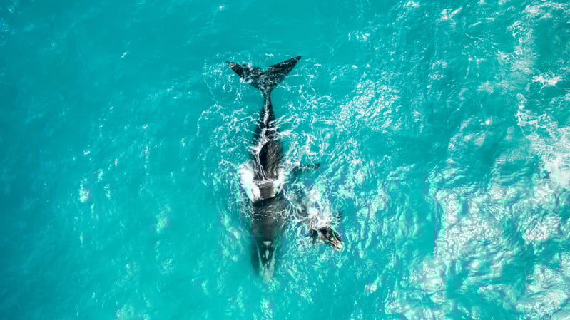 Whales in the Great Australian Bight © Greenpeace / Jaimen Hudson