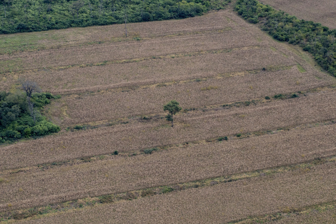 Illegally Deforested Area in Northern Argentina © Martín Katz / Greenpeace