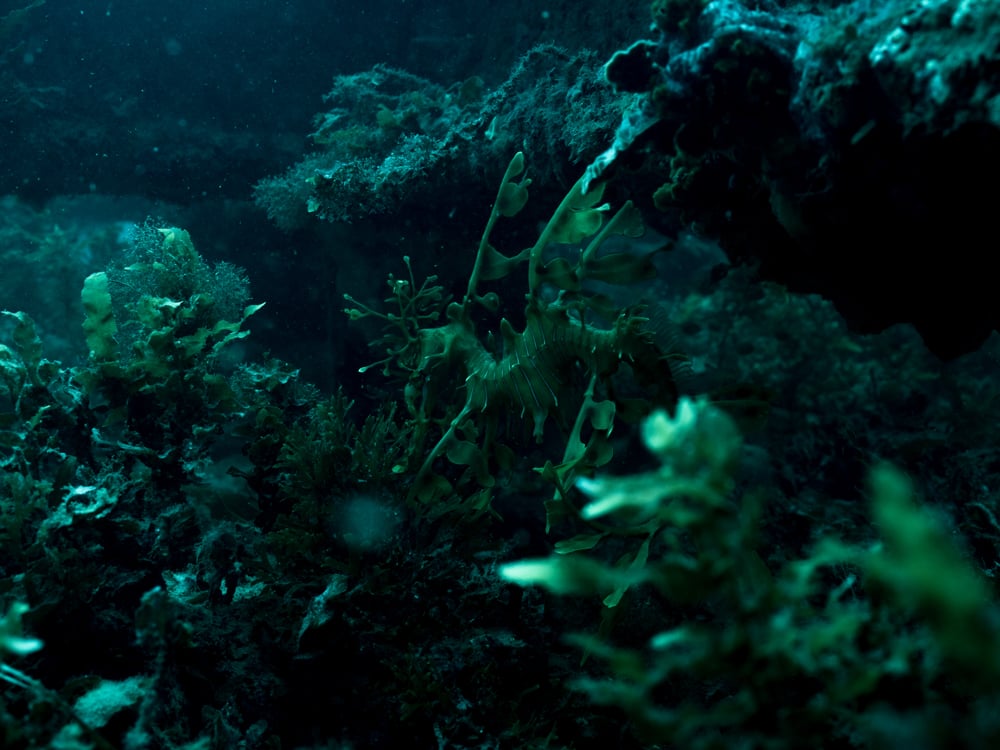 Leafy Sea Dragon, Rapid bay © Michaela Skovranova / Greenpeace