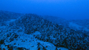 5 things you need to know about the Amazon Reef - Greenpeace International