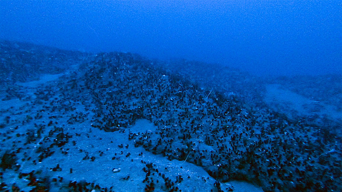 Amazon Reef in French Guiana Waters © Greenpeace