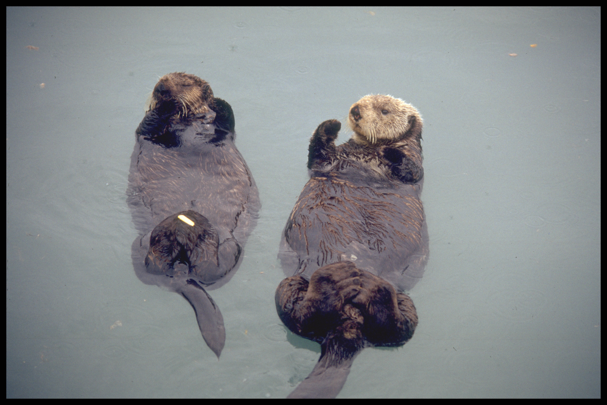 Sea Otter at Rehabilitation Centre © Henk Merjenburgh