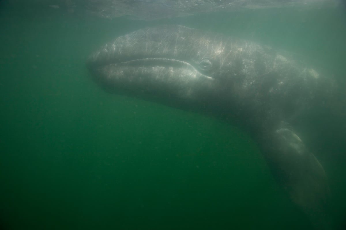 Grey Whale in the San Ignacio Lagoon. © Daniel Beltrá