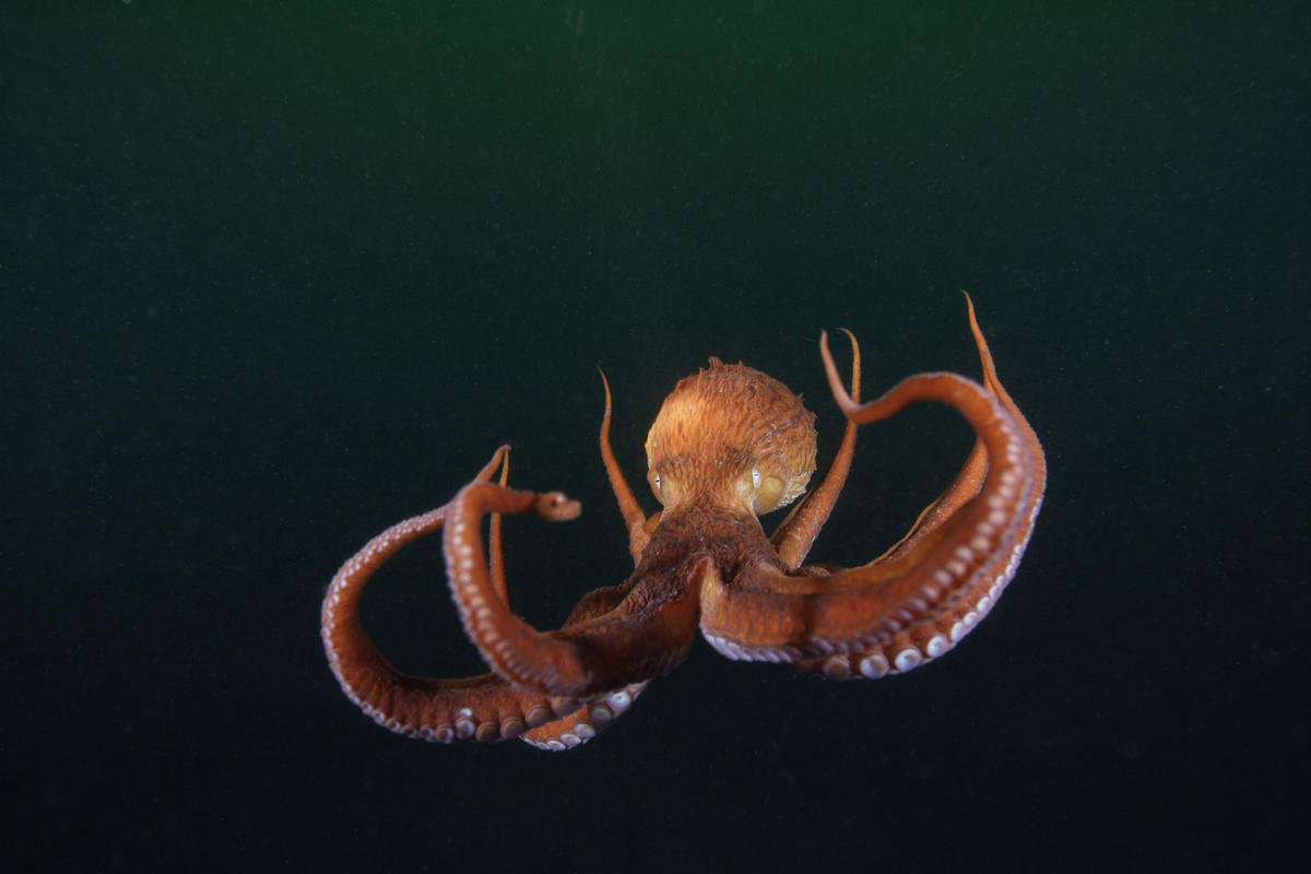 The Salish Sea, home to the Giant Pacific Octopus is under threat by the expansion of the new Trans Mountain pipeline.