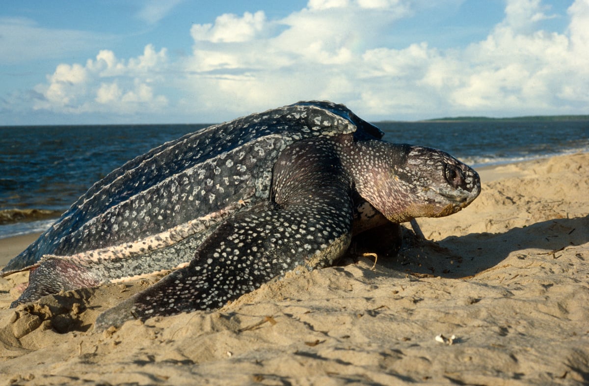 Female Leatherback Turtle in French Guiana © Jacques Fretey