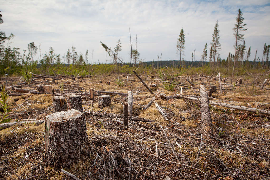 Clearcut in Cree territory, Northern Quebec © Greenpeace