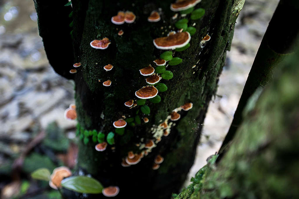 Fungi in Rainforest in West Papua © Jurnasyanto Sukarno / Greenpeace