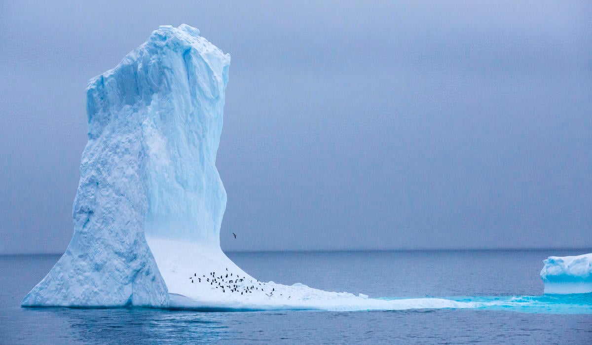 Penguins take shelter on an Iceberg, close to Trinity Island, in the Antarctic. © Paul Hilton /Greenpeace