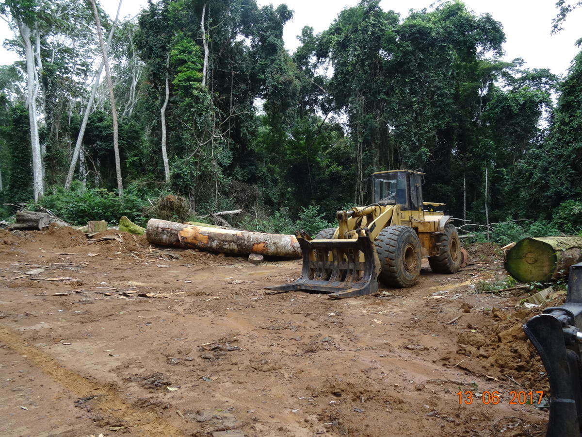 Forest Clearing in Cameroon © Nchemty Metimi Ozongashu / Greenpeace